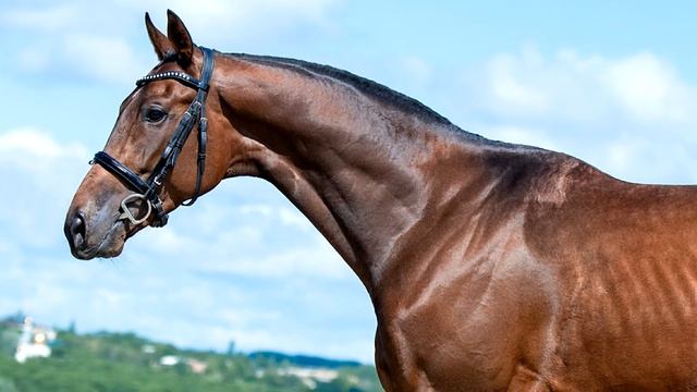 Внук легендарного Секретариата предлагается к продаже | скачки | продажа на HOMART смотреть онлайн