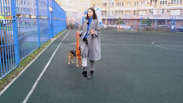 Как научить собаку команде рядом смотреть онлайн