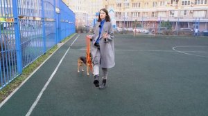 Как научить собаку команде рядом