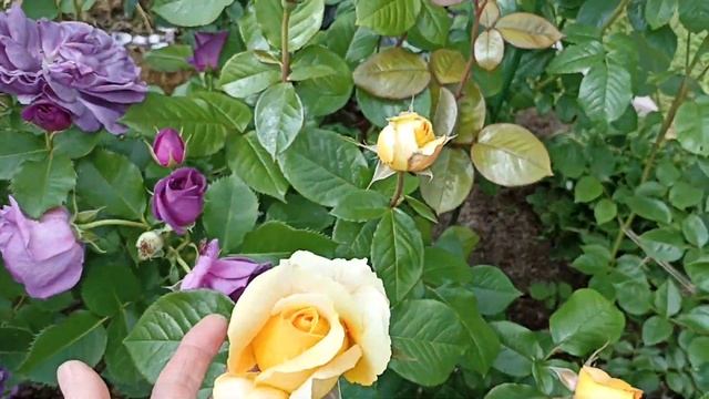 24 июня. Цветем!!! ???Часть 4 заключительная. Ароматный уголок и впечатляющая Леа Туту смотреть онлайн