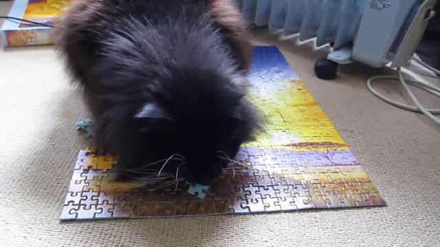 Kora Cat - Destroying Lion Puzzle смотреть онлайн