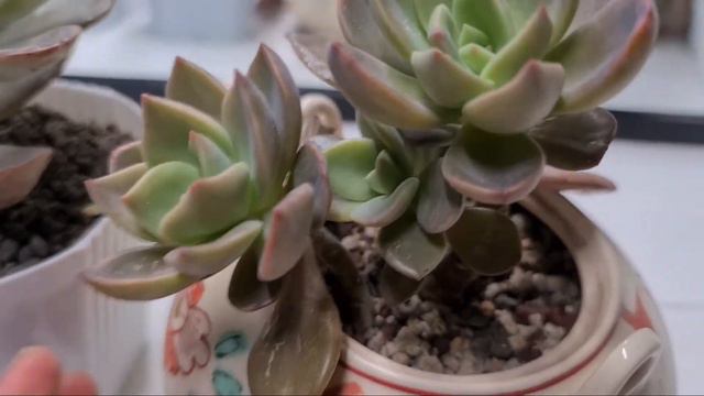 Graptoveria Bainesii - Lowland Succulent Care Tips For Beginners