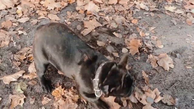 Большая воронежская тропа. Туристическая прогулка к Дубу Великану и Белой Горе. Путешествия смотреть онлайн