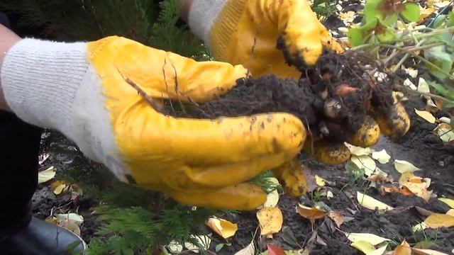 Выкапываем луковицы кислицы четырёхлистной. смотреть онлайн