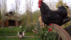 Обед Азербайджанская Кухня Деревенская Кухня  Рецепты