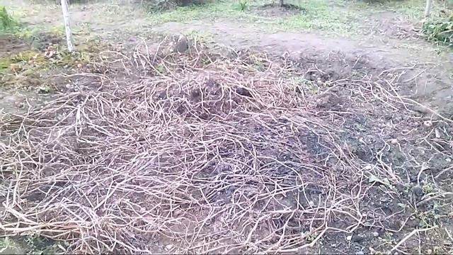 Метод "картофель в яме" работает смотреть онлайн