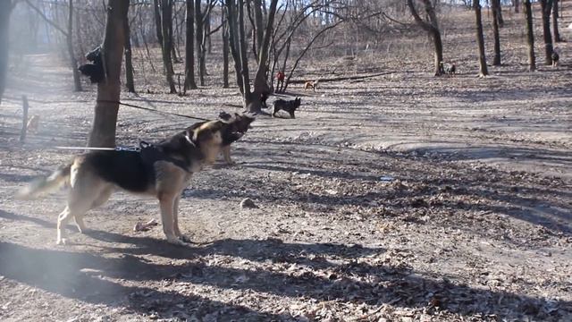 Тагир. Тренировка в ШОС "АРЕС" 26.03.16 смотреть онлайн