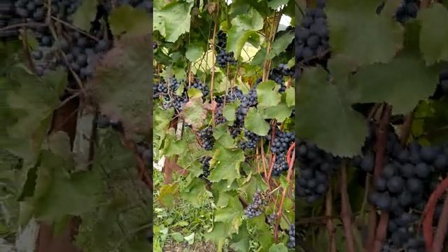 виноград сорт АГАТ ДОНСКОЙ смотреть онлайн