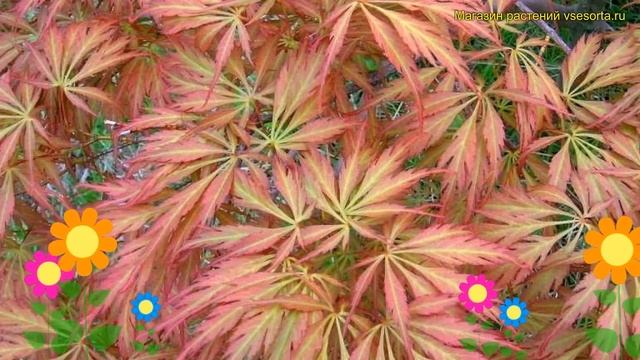 Клен остролистный Эмеральд Ласе. Краткий обзор, описание характеристик acer platanoides Emerald lac смотреть онлайн