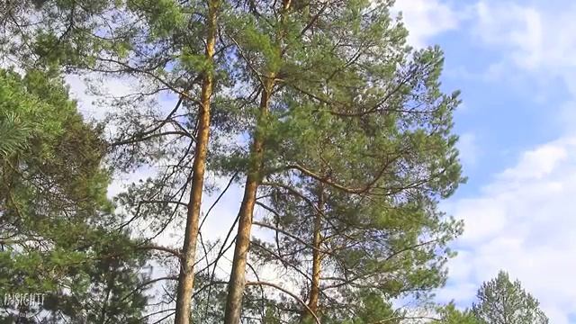 v s mobiПение птиц и шум соснового леса ✿ 20 минут смотреть онлайн