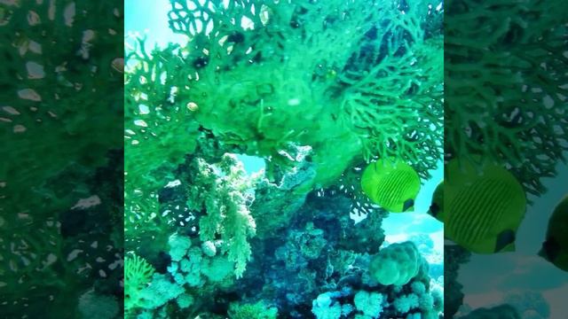 Magic of Dahab .. Welcome To EGYPT ❤🇪🇬❤ смотреть онлайн