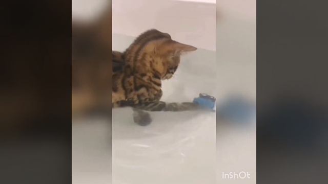 ЛЕОПАРД В ВАШЕМ ДОМЕ🔥бенгальские кошки