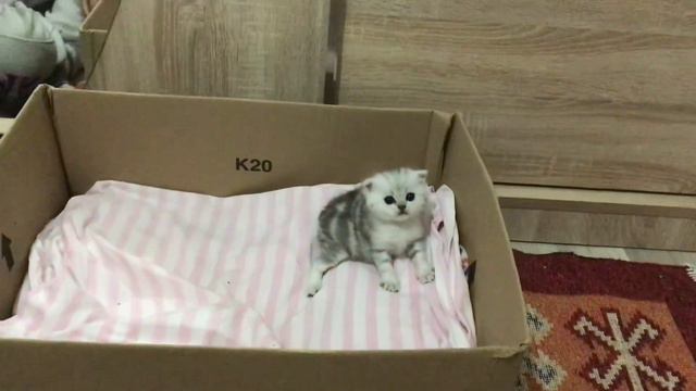 Как выглядит котенок в 3 недели ?🐾#серебристаяшиншилла смотреть онлайн