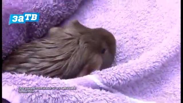 Планета ZOO// Морские свинки и все необходимое для их жизни. смотреть онлайн