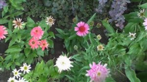 Вот не везет мне с эхинацеей белой... ) Садовые композиции и сорта эхинацеи в моем саду.