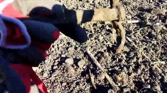 Хроники копа 18.10.2022, убрали поле,перепахали и засадили в один день ? смотреть онлайн