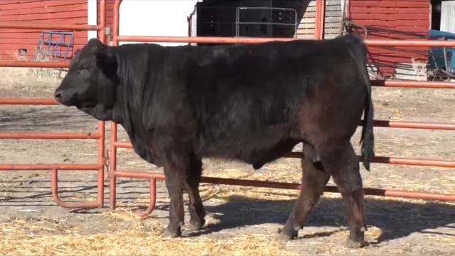 Lot 15 - LFLC YOYO 65Y смотреть онлайн