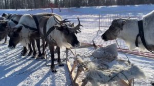 Праздник народов севера в Новом Уренгое 2024