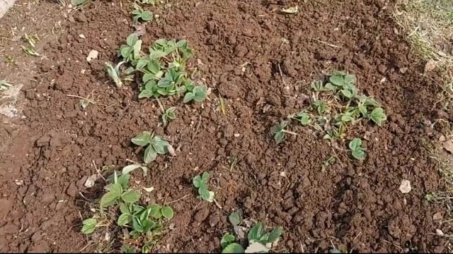 468. КЛУБНИКА=ОБЯЗАТЕЛЬНАЯ ВЕСЕННЯЯ ОБРАБОТКА смотреть онлайн