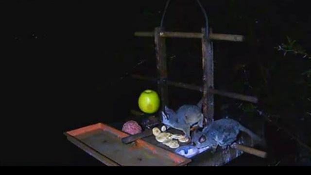 Галаго малый, Южная Африка смотреть онлайн