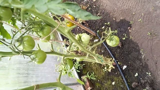 ТОП-7 ЛУЧШИХ ЗЕЛЕНЫХ сортов ТОМАТОВ, сладкие и вкусные зеленые помидоры, сезон 2021 года смотреть онлайн