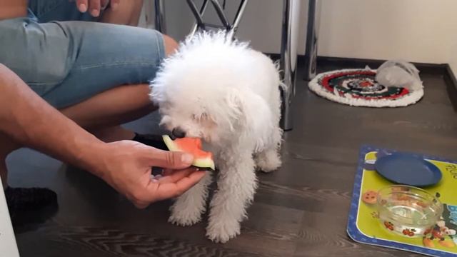 Бишон фризе! Мишелька ест арбузик🍉 смотреть онлайн