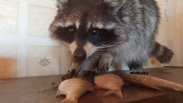 Домашний енот полоскун смотреть онлайн