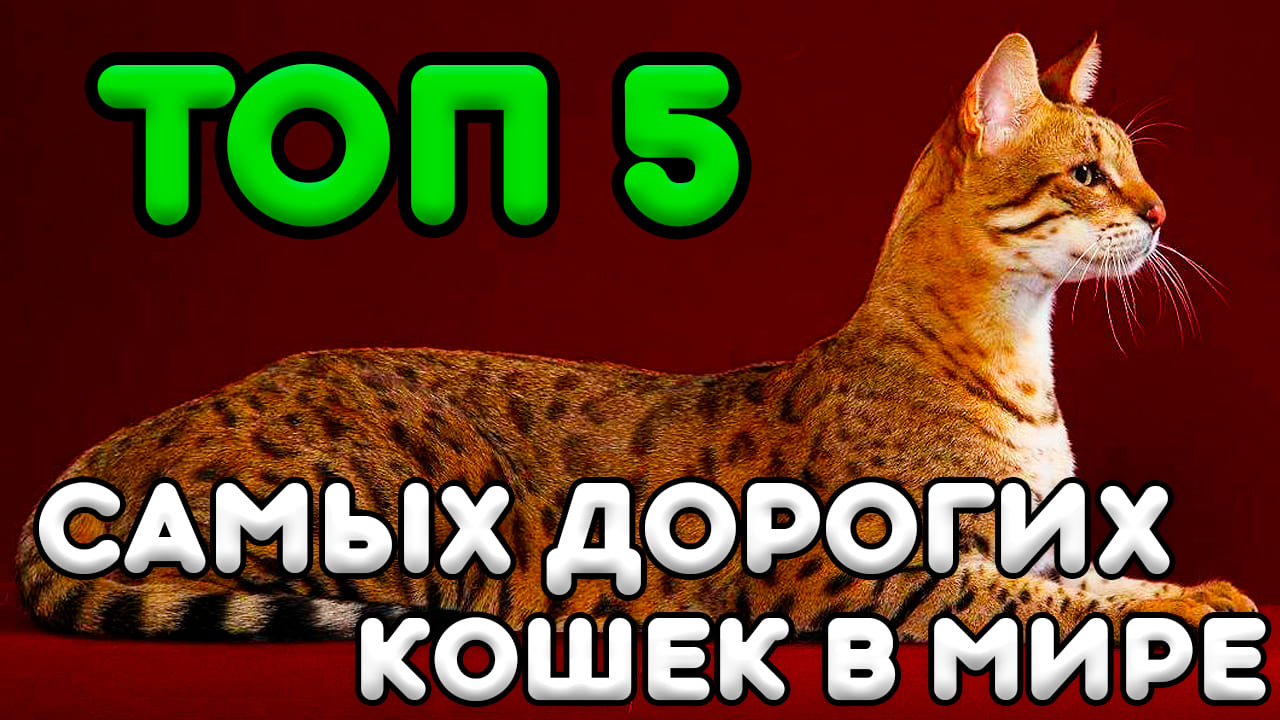 ТОП 5 Самых Дорогих Кошек в Мире смотреть онлайн