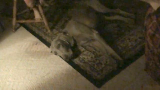 Silky, Our Weimaraner, Found His Voice смотреть онлайн