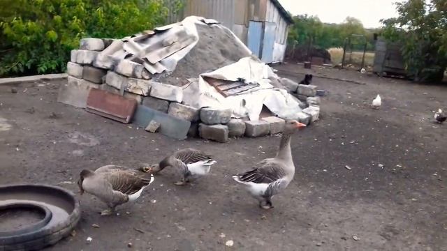 ЗИМНИЙ ДОМ ДЛЯ ГУСЕЙ И ДРУГИХ ПТИЦ ✔ смотреть онлайн