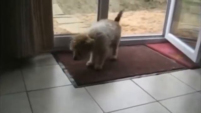 Очень вежливый щеночек смотреть онлайн