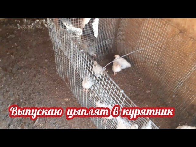Цыплята - первые минуты на свободе.... смотреть онлайн