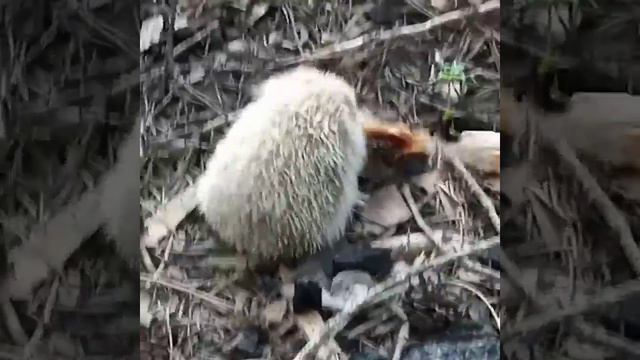 Зомбо-ежик смотреть онлайн