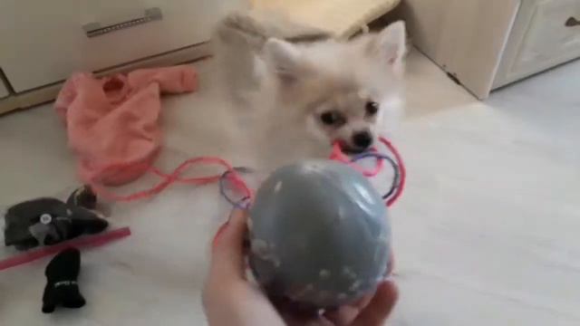 DOGVLOG: Первый раз щенка на улице / Шпиц Моника смотреть онлайн