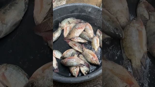 Igbt Pdc Double Ferrite/dual Inverter 800volts