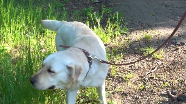 ?Родились щенки. Лабрадоры Малибу и Тори. Labradors Malibu and Tori. смотреть онлайн