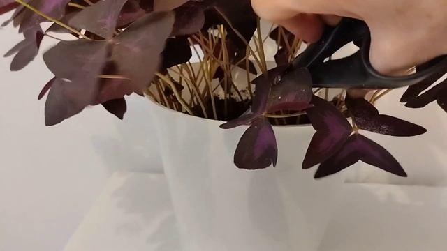 Супер лёгкий способ размножить Кислицу( Оксалис). ?? смотреть онлайн