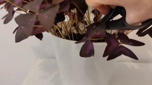 Супер  лёгкий способ размножить Кислицу( Оксалис). ??