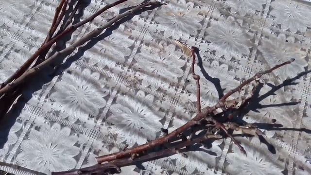 Заготавливаем (черенки)для прививки плодовых смотреть онлайн