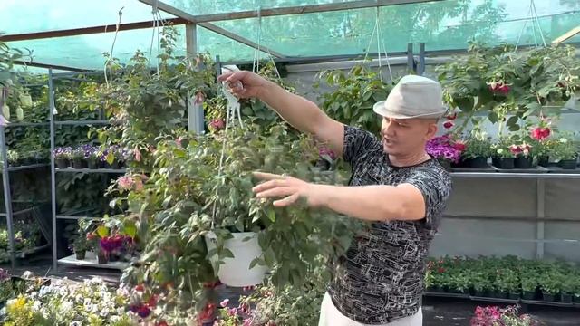 Фуксия. Огромные кашпо с фуксией. Обзор наших сортов Фуксии.