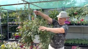 Фуксия. Огромные кашпо с фуксией. Обзор наших сортов Фуксии.