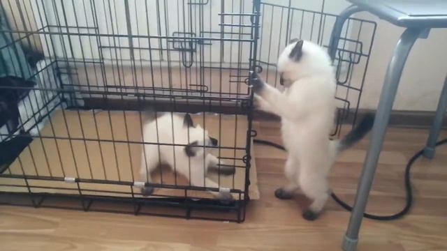 Поединок! Сиамские котята смотреть онлайн