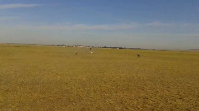 Возвращение с охоты, Актюбинская обл. смотреть онлайн