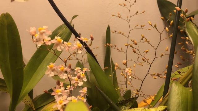 orquideas Phalaenopsis,dendrobium y muchas mas смотреть онлайн