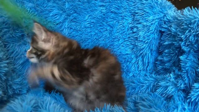 кошка H-2 Sulamita 1,5 мес.Питомник мейн кун котят "Суламита". г. Воронеж смотреть онлайн
