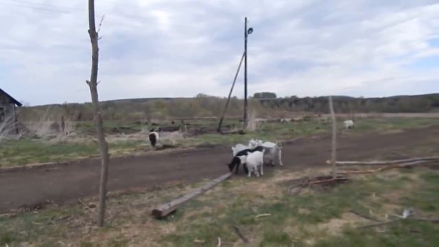 Деревенские будни\Утки на улице\Сажаем картошку\ смотреть онлайн