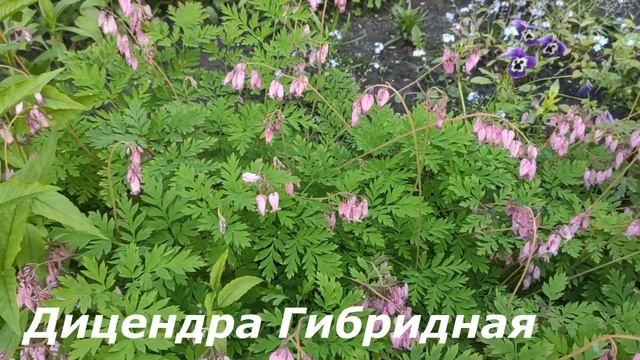 ЦВЕТЫ -АГРЕССОРЫ МОЕГО САДА но я их просто обожаю,люблю и наслаждаюсь их цветением с весны до осени смотреть онлайн