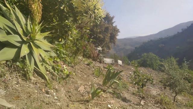 Agave attenuata смотреть онлайн