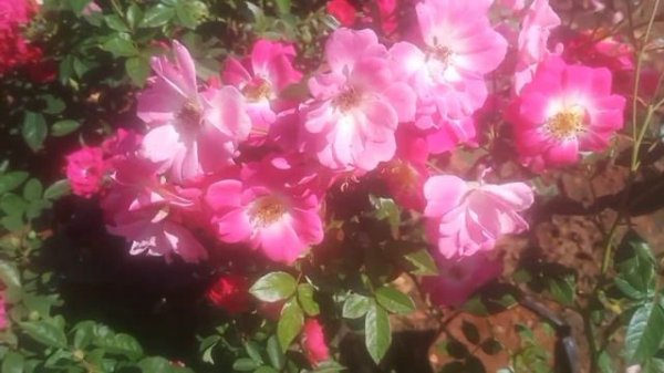 #Lavender Dream Rose#Sale