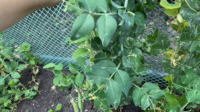 ВЛОГ.ДАЧА.ПРУДИК.РАСПАКОВКА С ВАЛБЕРИС.ВКУСНЫЙ УЖИН. смотреть онлайн